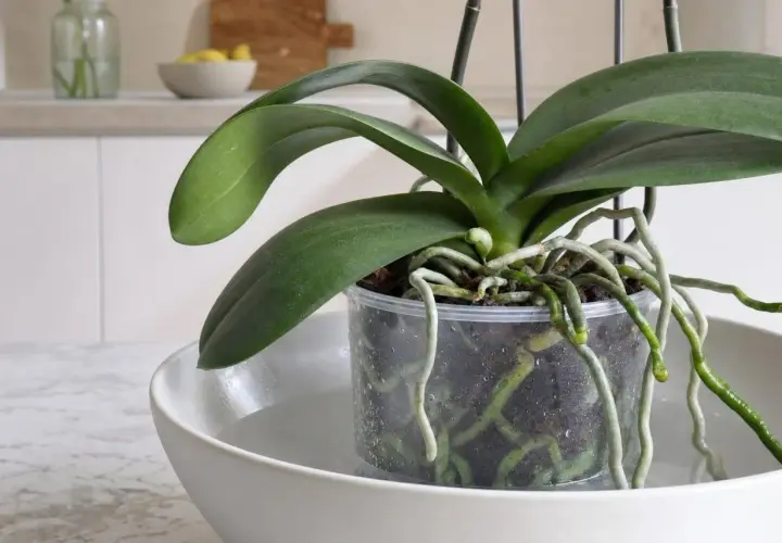 Orchidée en pot transparent trempant dans une soucoupe d'eau. Les racines aériennes indiquent quand arroser une orchidée.