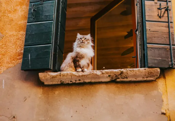 Un soffice gatto si affaccia da un vasistas, osservando il mondo con curiosità.