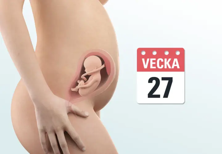 Gravid vecka 27: en illustration av en gravid mage med en bebis inuti och en kalender som visar vecka 27.