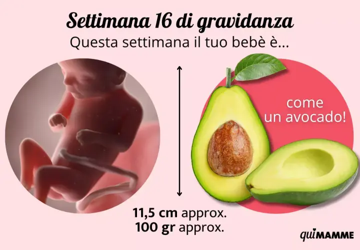Maschio feto di 16 settimane, grande come un avocado, misura 11,5 cm e pesa circa 100 grammi.