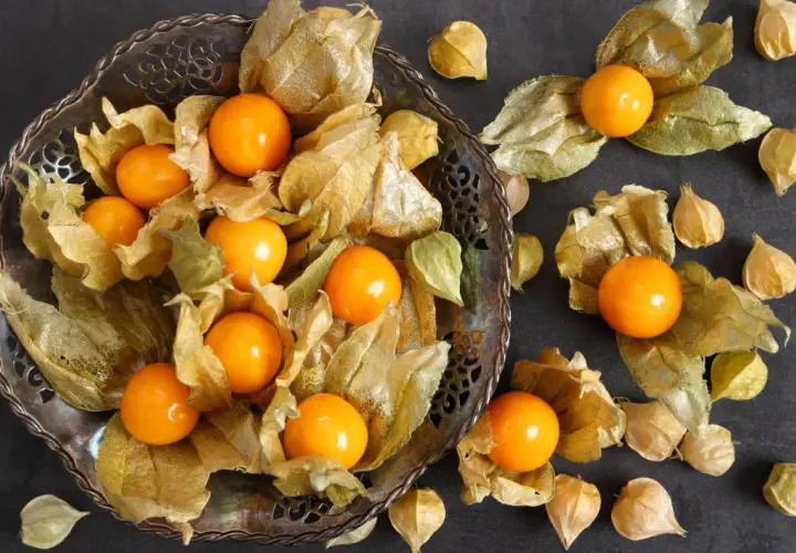 Frische Physalis-Früchte, umhüllt von ihren papierartigen Hüllen, liegen in einer verzierten Schale und verstreut auf dunklem Untergrund.