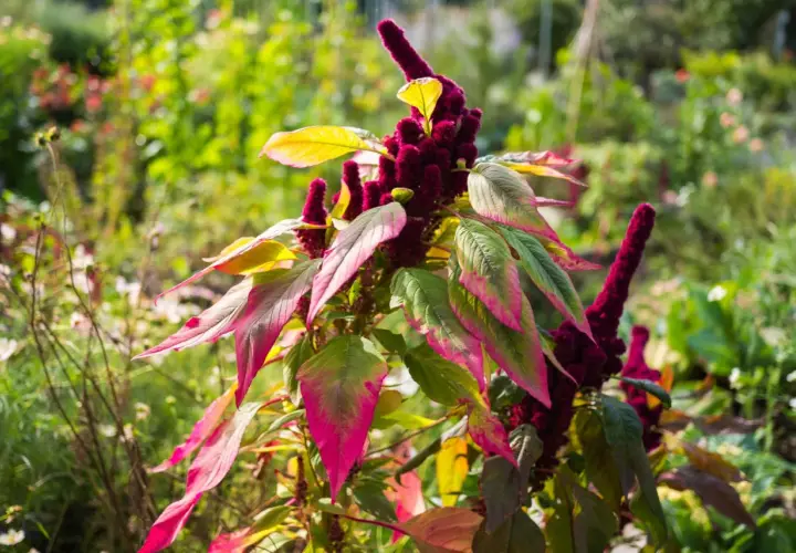 Ein Amaranth-Strauch mit tiefroten Blütenständen und grün-pinken Blättern im Garten. Amaranth anbauen ist eine Freude für jeden Gärtner.