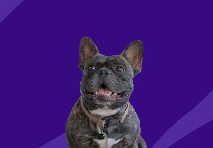 A happy French Bulldog, possibly benefiting from Zyrtec for dogs, smiles with its mouth open against a purple background with abstract shapes.