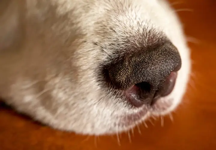 Close-up of a dog's wet nose. This moisture helps dogs smell better, capturing scent particles.