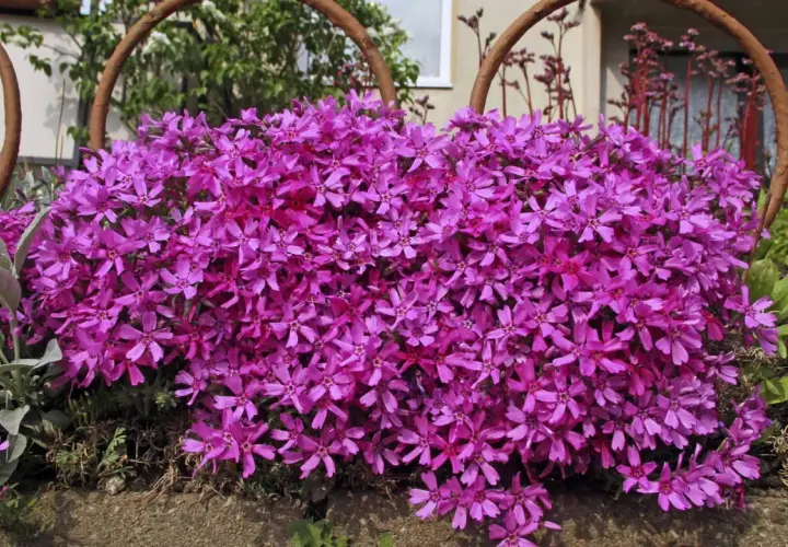 Ein Teppich aus pinken, bienenfreundlichen Phlox-Blüten bedeckt den Boden, umrahmt von rostigen Metallbögen.