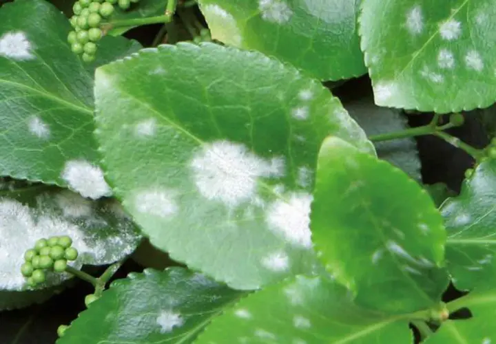 Foglie verdi di piante con macchie bianche, sintomo di mal bianco.