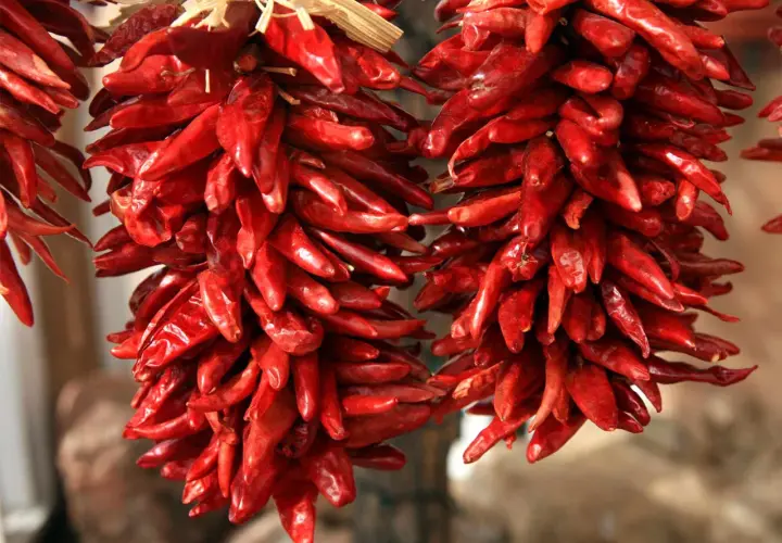 Getrocknete rote Peperoncini hängen in Bündeln. Diese scharfen Chilis, auch Peperoncino genannt, sind ein Muss für würzige Gerichte.