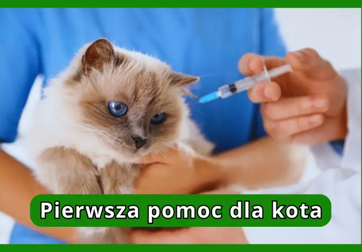 Kot z niebieskimi oczami otrzymuje zastrzyk. Weterynarz podaje leki, aby pomóc w leczeniu otwartych ran u kota.