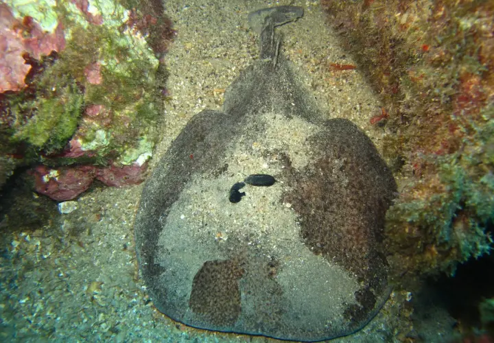 Un pez guitarra camuflado entre los peces de arena, con su cuerpo plano y textura arenosa, se esconde cerca de rocas cubiertas de algas.