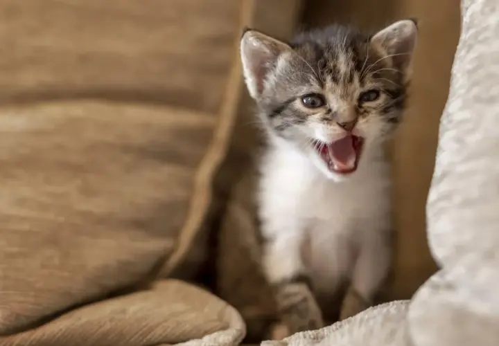 Gatito maullando fuerte, ¿cómo callar a un gato por la noche? Quizás un juguete o una caricia lo calmen.