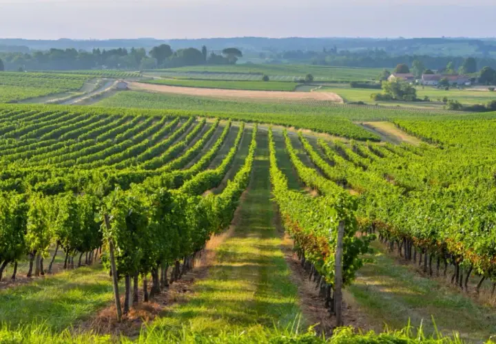 Paysage de vignobles verdoyants à perte de vue, idéal pour un séjour vignoble Bordeaux.