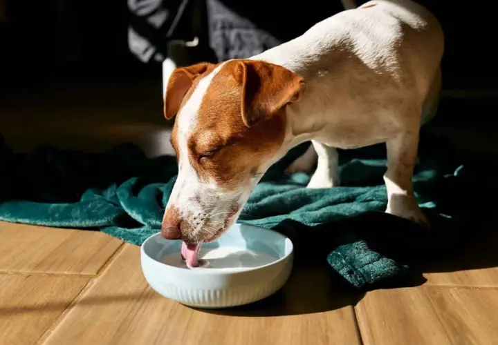 Perro Jack Russell bebe leche de un cuenco. A veces, se puede mezclar el pienso con leche para hacerlo más apetitoso.