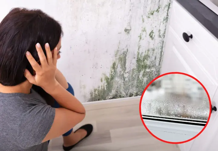 Jak usunąć grzyb ze ściany? Poradnik eksperta i skuteczne metody