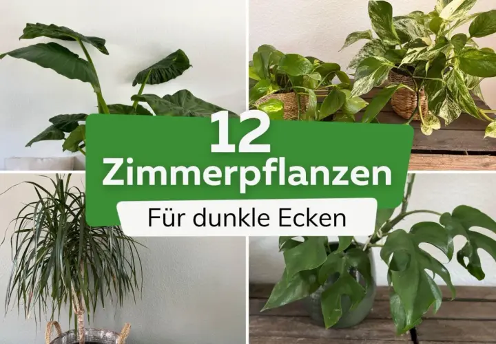Vier Zimmerpflanzen, die auch ohne viel Licht gedeihen. Perfekt für dunkle Ecken.