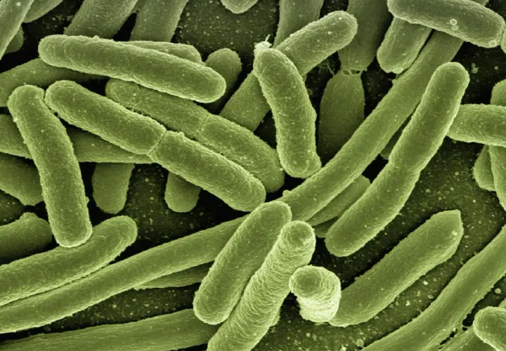 Lactobacillus w pochwie: 5 najważniejszych szczepów