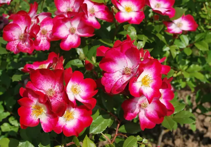 Un bouquet de roses aux pétales bicolores, rouge vif et blanc, évoquant les noms de roses célèbres. Leurs cœurs jaunes contrastent avec le feuillage vert.
