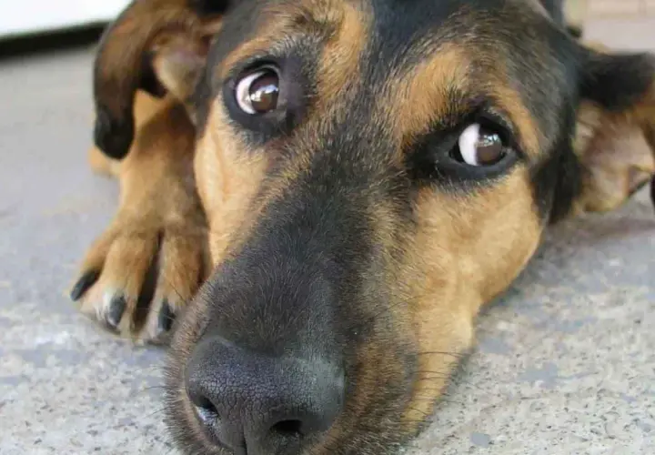 Un perro con grandes ojos de ballena mira con ternura.