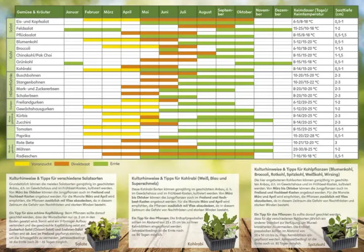 Wann kann man blumen pflanzen? Der Kalender zeigt, wann verschiedene Gemüsesorten gesät und geerntet werden können, von Salat bis Kohl.