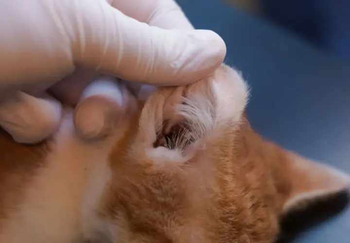 Tierarzt untersucht das Ohr einer Katze, möglicherweise wegen eines Vestibularsyndroms. Ein kleiner dunkler Punkt ist im Gehörgang sichtbar.