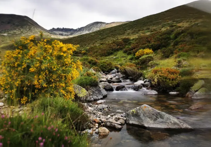 Arroyo cristalino serpentea entre rocas y vegetación, ideal para rutas montaña palentina. Flores amarillas y moradas adornan el paisaje.