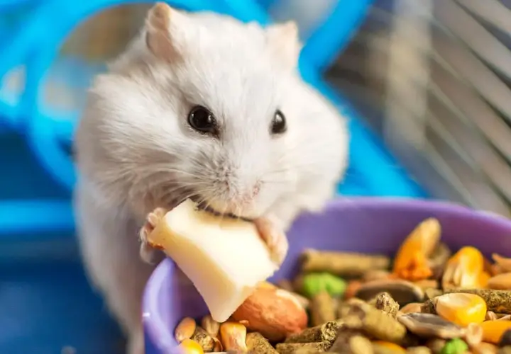 Un hámster blanco come un trozo de queso, mostrando lo que comen los hámsters: una mezcla de semillas y pellets en un cuenco morado.