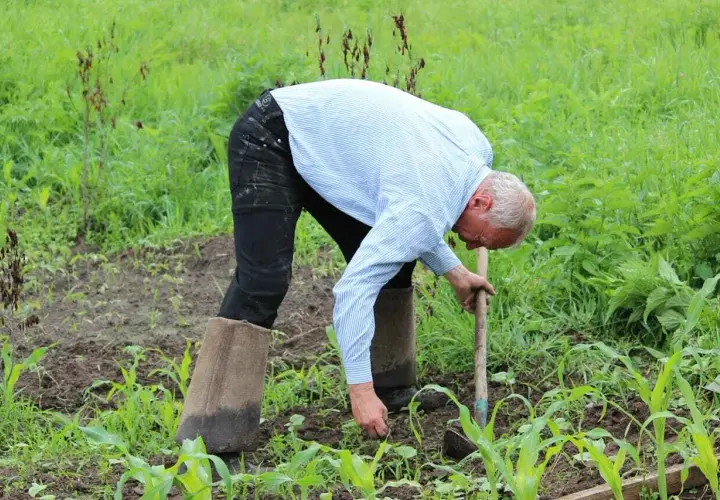 Un contadino lavora la terra con una zappa, praticando l'agricoltura sintropica per un raccolto rigoglioso.