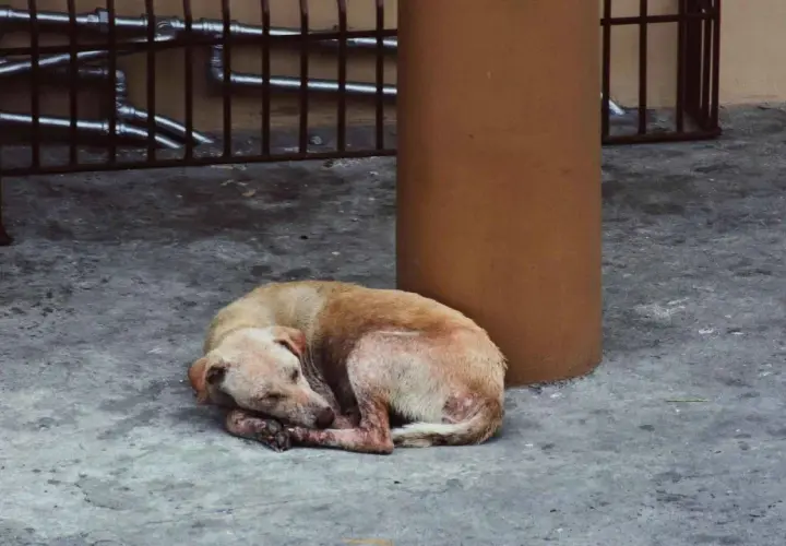 Un perro abandonado duerme acurrucado en el suelo. Si te encuentras un perro abandonado, busca ayuda.