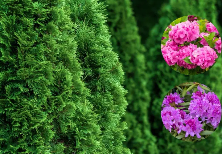 Zielona tuja tworzy tło dla okrągłych wstawek z różową hortensją i fioletowym rododendronem.