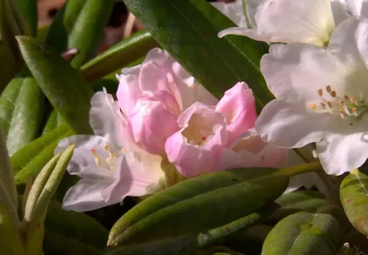 En vacker azaleabuske med rosa och vita blommor.