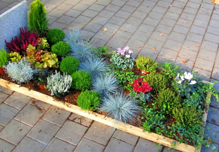 Was pflanzt man jetzt auf dem Friedhof? Eine bunte Mischung aus Heide, Ziergräsern, Buchs und Alpenveilchen sorgt für Farbe und Struktur.