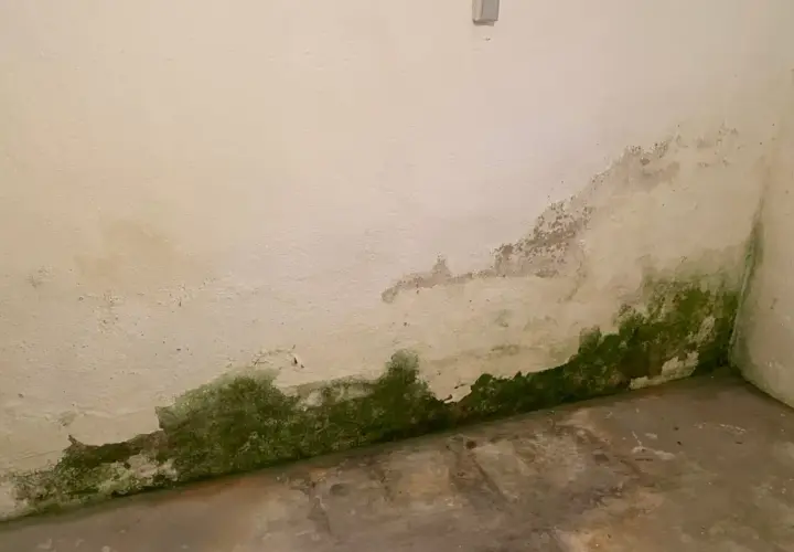 Grüne Algen und abblätternder Putz an der Wand zeigen aufsteigende Feuchtigkeit in einem Haus ohne Keller.