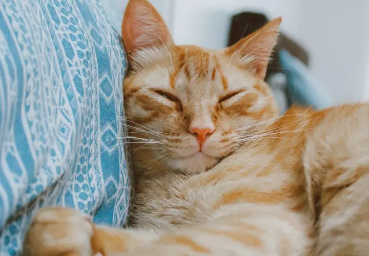 An orange tabby cat sleeps peacefully on a blue patterned blanket. When a cat purrs, it often means contentment and relaxation.