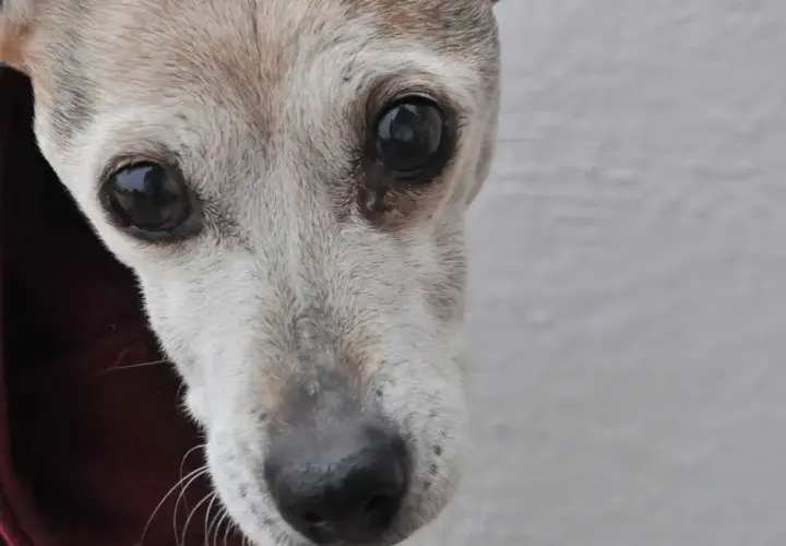 Primer plano de un perro mayor con ojos oscuros y pelaje grisáceo, posiblemente mostrando signos de demencia senil en perros.