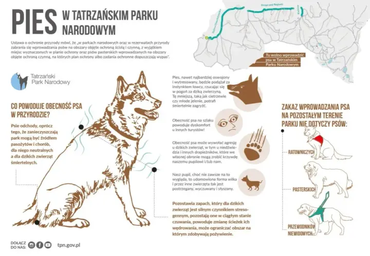 Pies w Tatrzańskim Parku Narodowym - zasady wprowadzania psów, zagrożenia dla dzikiej fauny i turystów. Wyjątki: psy ratownicze, pasterskie i przewodnicy niewidomych.