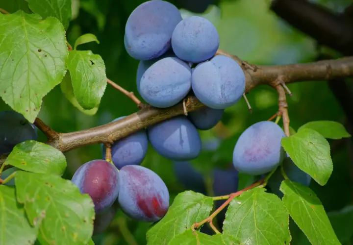 Reife Zwetschgen hängen an einem Ast. Verschiedene Zwetschgen sorten zeigen ihre blauen und rötlichen Farben.