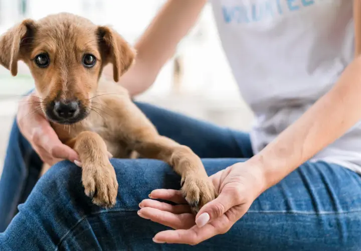Jak przygotować się na adopcję zwierzaka?