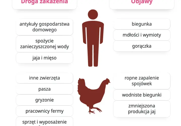 Salmonella objawy i zagrożenia - jakie sygnały powinny niepokoić?