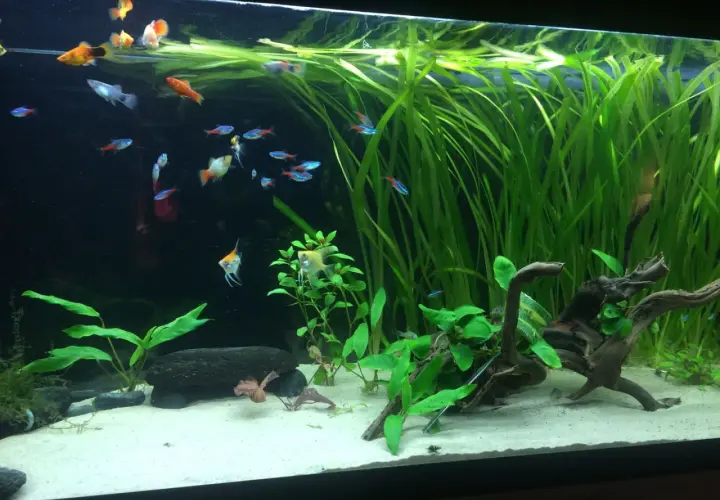 Ett vackert andmat akvarium med många småfiskar som simmar bland frodiga gröna växter och drivved.