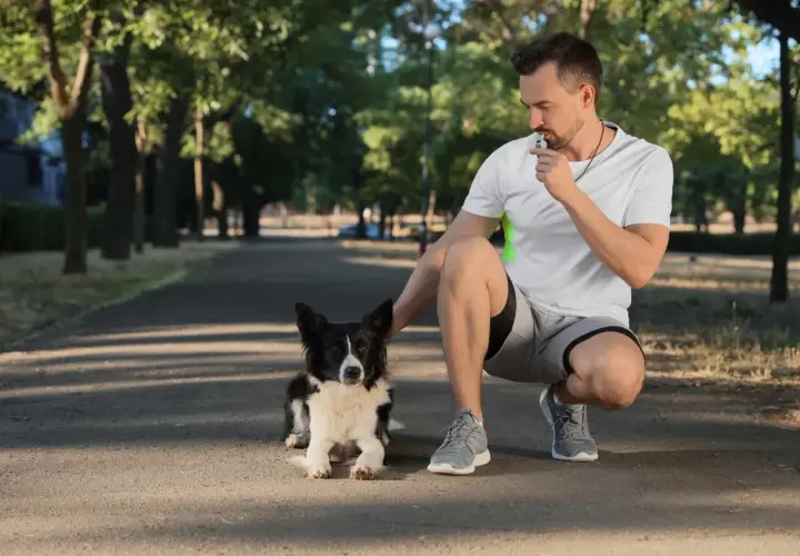 Mężczyzna w parku dmucha w gwizdek dla psa, ćwicząc posłuszeństwo.