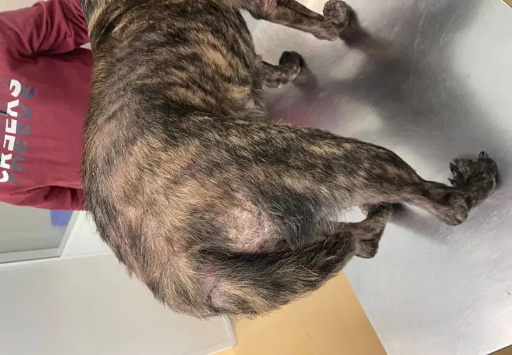 Perro con pelaje atigrado, se le cae el pelo y tiene calvas en la piel.