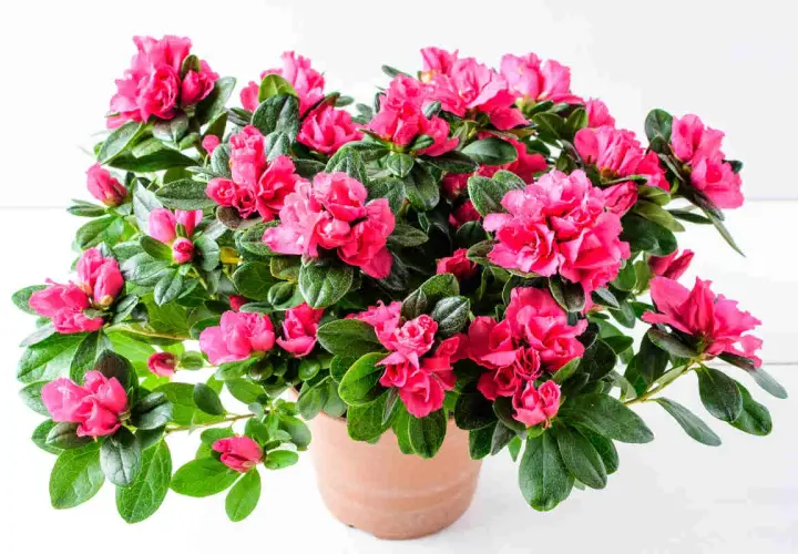 Un bouquet d'azalées d'intérieur aux fleurs rose vif éclate de vie dans un pot en terre cuite.