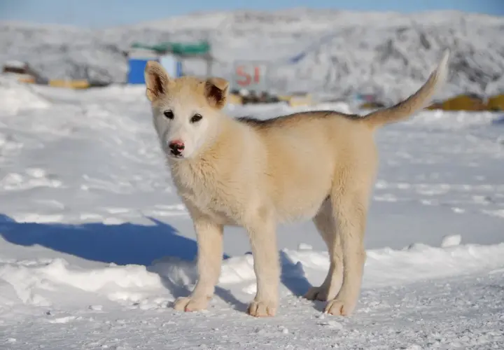 Joven perro de Groenlandia, con pelaje blanco y gris, posa en la nieve.