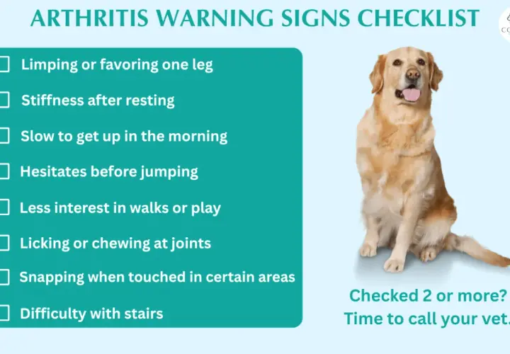 Golden retriever sits next to a checklist of arthritis warning signs in dogs, including limping, stiffness, and difficulty with stairs.