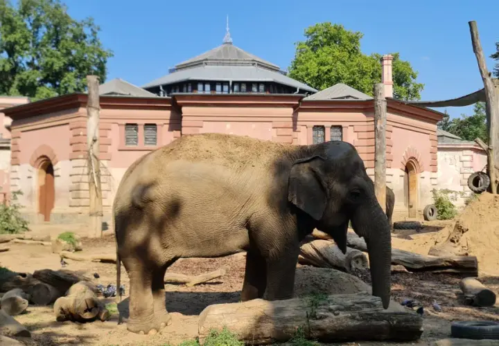 Słoń w najstarszym zoo w Polsce. W tle zabytkowa zabudowa.