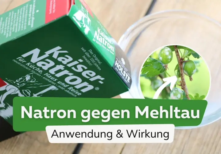 Kaiser Natron, ein Hausmittel gegen Mehltau, wird hier gezeigt. Die Packung liegt neben einer Schale, in der ein Ast mit befallenen Stachelbeeren zu sehen ist.
