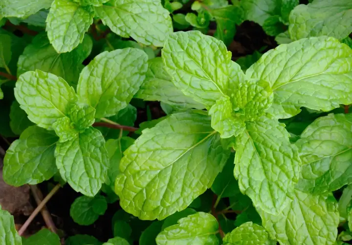 Foglie verdi e rugose di menta, perfette per capire la differenza tra menta e mentuccia.