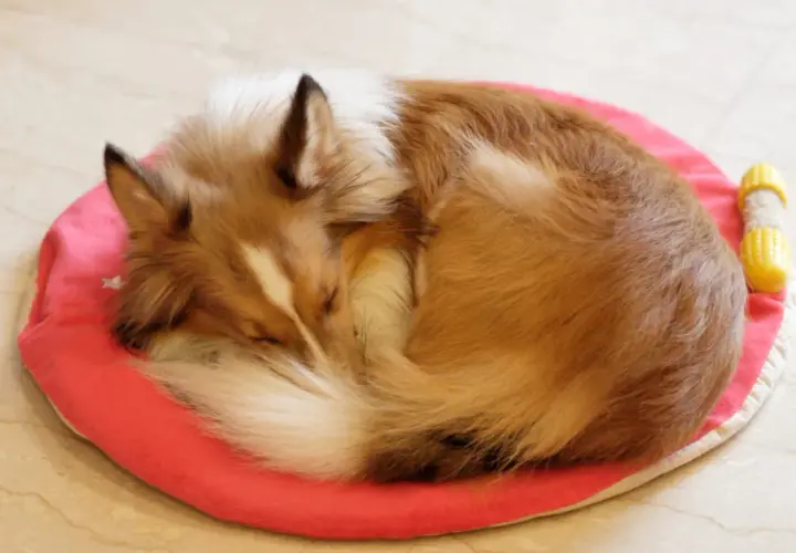 A fluffy dog sleeps curled up on a pink mat, a common way dogs circle before they lay down to get comfortable.