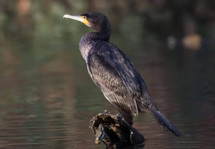 Czarny kormoran z żółtą plamą przy dziobie siedzi na kawałku drewna w wodzie.