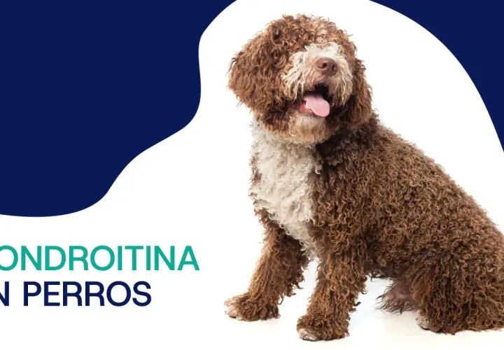 Perro de agua español con pelaje rizado marrón y blanco, sentado y con la lengua fuera. Texto: Condroitina en perros.
