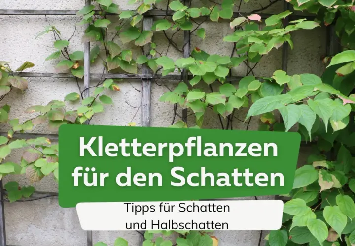 Grüne Kletterpflanzen ranken an einer Wand. Text: "Kletterpflanzen für den Schatten". Tipps für Schatten und Halbschatten.
